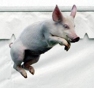 flying-pig.jpg