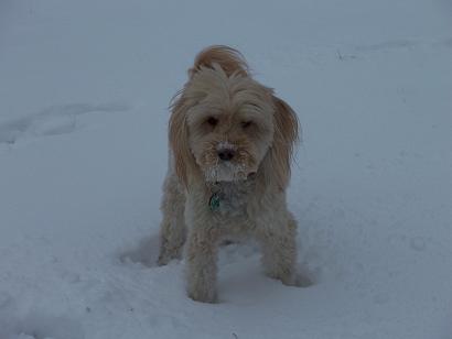 pupsnow.jpg